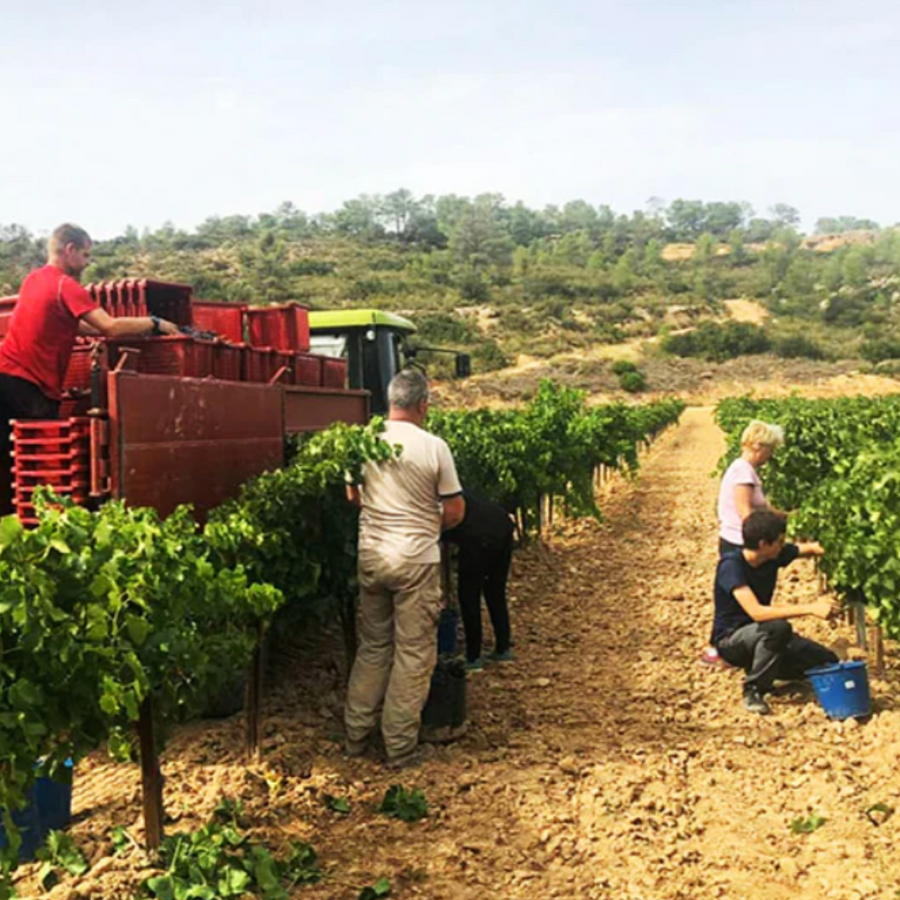 Sifer Wines