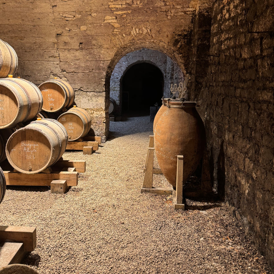 Mare Nostrum Vini