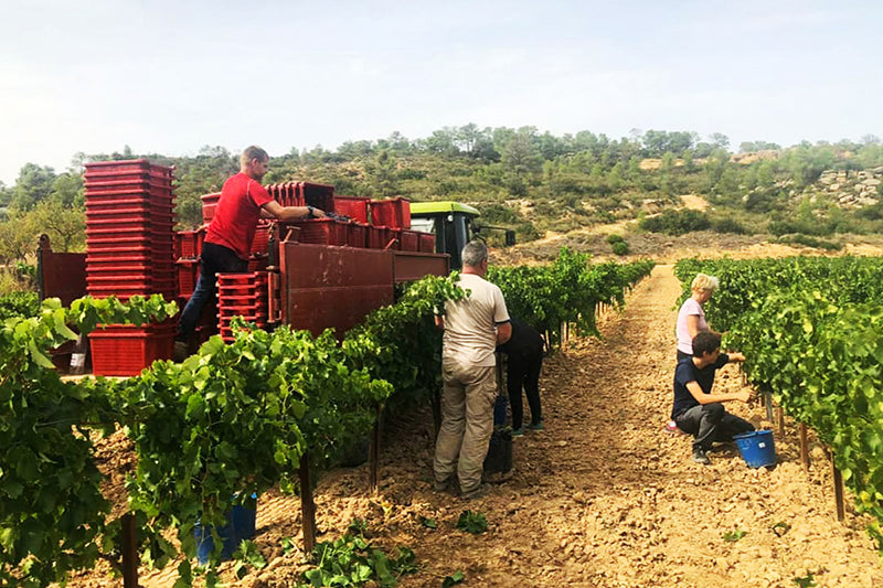 Sifer Wines